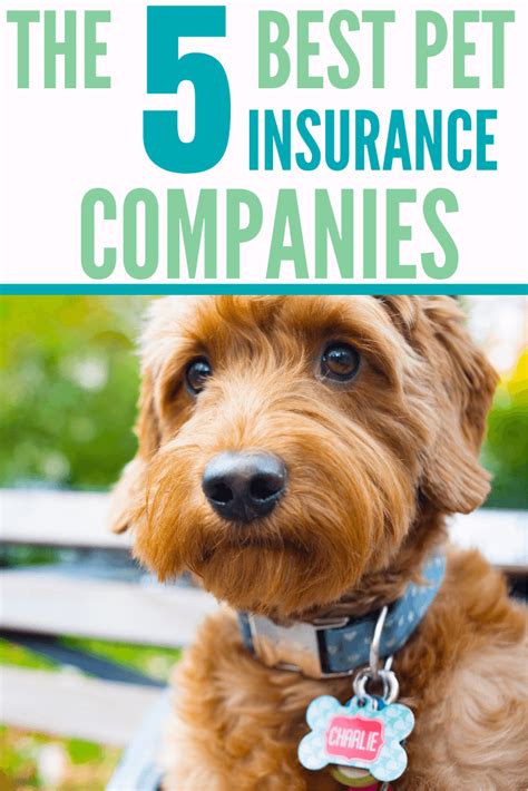 best pet insurance california companies